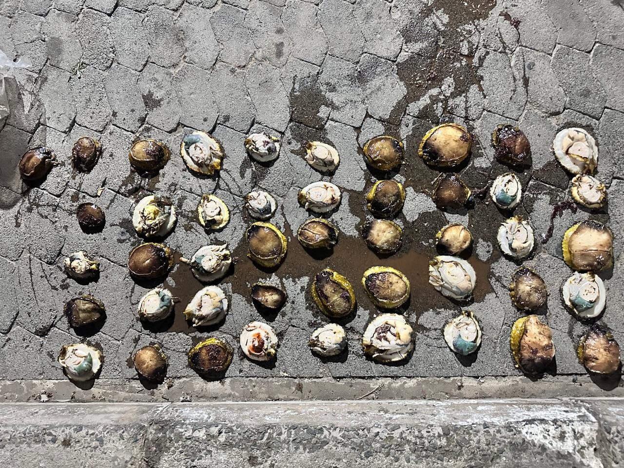 Da Gamaskop police confiscate abalone estimated at R13 000 in Mossel Bay