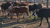 Stock Theft Task Team praised as arrests are increasing