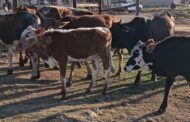 Stock Theft Task Team praised as arrests are increasing