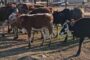 Stock Theft Task Team praised as arrests are increasing