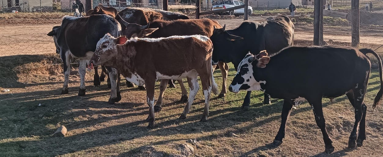 Stock Theft Task Team praised as arrests are increasing