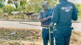 Injured Cow Causes Traffic Concern: R102 Ottawa - KZN