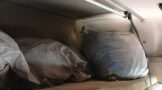 K9 Worcester arrests suspect with abalone worth R1.8 million