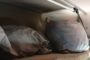 K9 Worcester arrests suspect with abalone worth R1.8 million