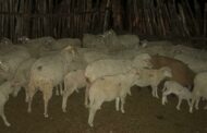 The Stock Theft Prevention Task Team in the OR Tambo District has recovered stolen sheep in Mthatha and Bityi