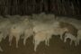 The Stock Theft Prevention Task Team in the OR Tambo District has recovered stolen sheep in Mthatha and Bityi