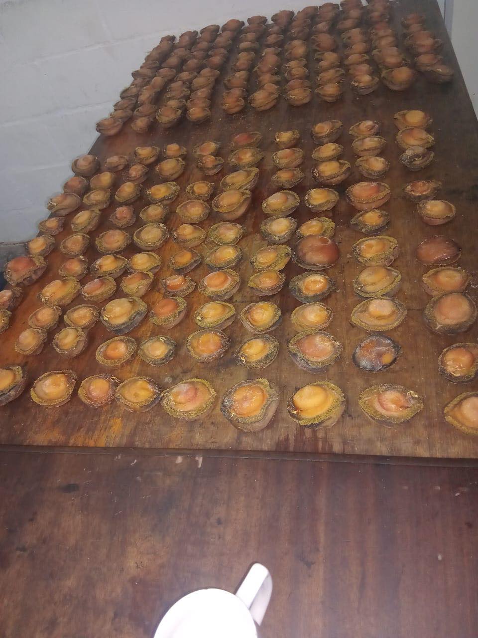 Police detain suspect for the possession of abalone