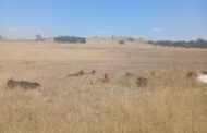 Stock theft successes in the Gert Sibande District