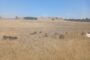 Stock theft successes in the Gert Sibande District