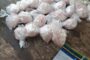 The police in Florida arrest a suspect for dealing in drugs