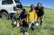 Ford Wildlife Foundation and EWT Rally to Protect South Africa's National Bird as Blue Crane Uplisted to 'Vulnerable