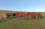 Two suspects arrested for possession of suspected stolen livestock valued at more than R150 000