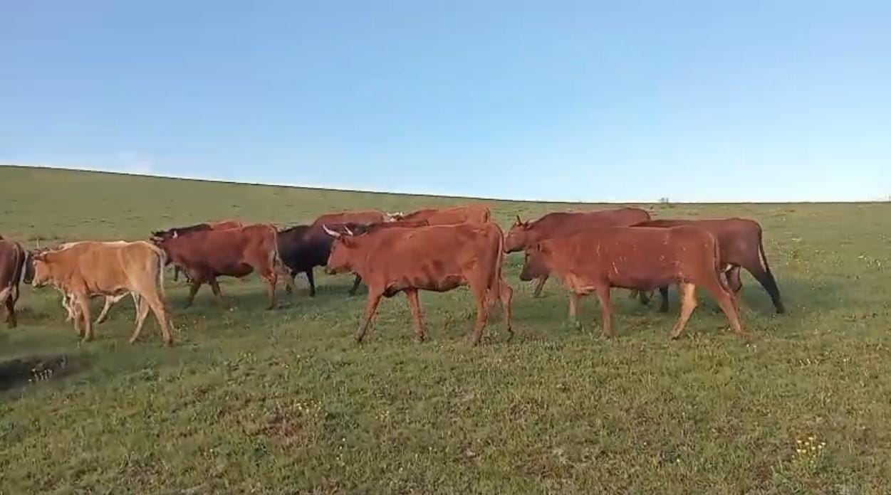 Two suspects arrested for possession of suspected stolen livestock valued at more than R150 000
