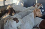 Stolen goats loaded in Quantum