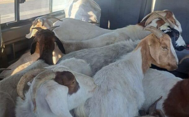 Stolen goats loaded in Quantum