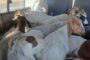 Stolen goats loaded in Quantum