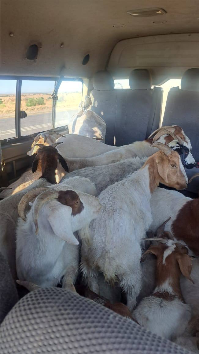 Stolen goats loaded in Quantum
