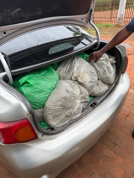 A 34-year-old suspect arrested for dealing in dagga worth R600 000 at Kaapmuiden