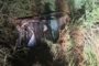 Black Mamba Captured: Canelands - KZN