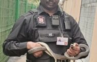 Black Mamba Captured: Canelands - KZN