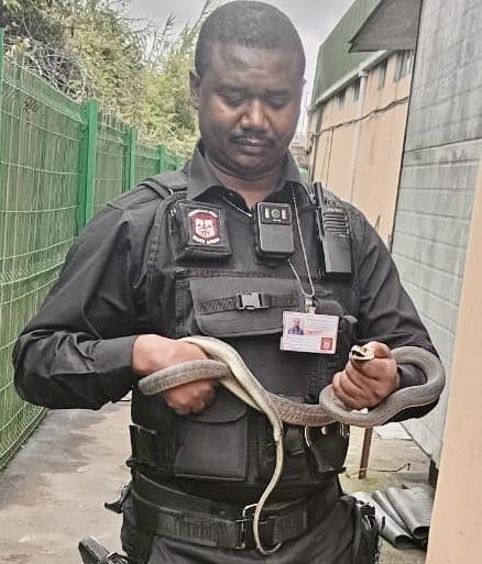 Black Mamba Captured: Canelands - KZN
