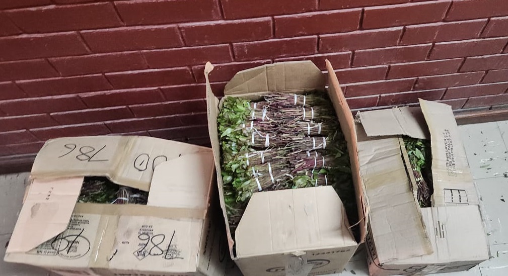 554 bundles of Khat confiscated on a passenger bus at Laingsburg in the Central Karoo