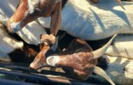 Accused remains in custody following arrest for possession of suspected stolen livestock