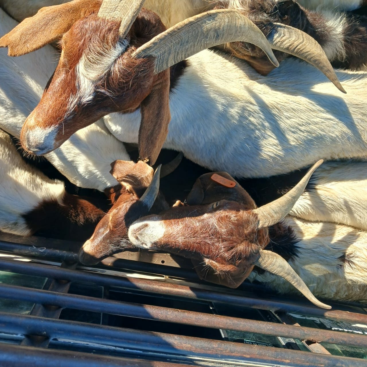 Accused remains in custody following arrest for possession of suspected stolen livestock