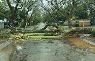 Six Fallen Trees Cleared across the Brooklyn, Waterkloof, and Muckleneuk areas