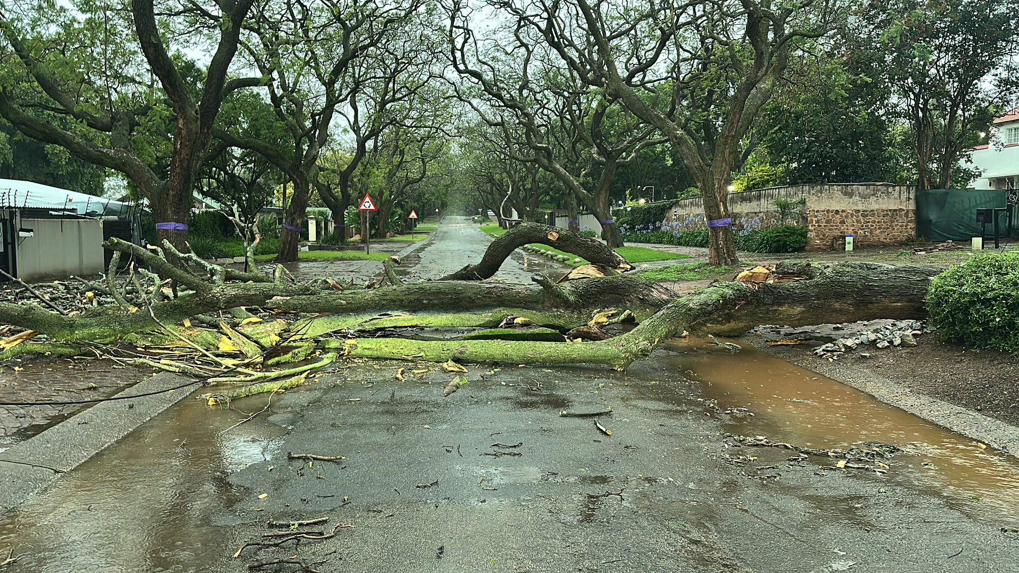 Six Fallen Trees Cleared across the Brooklyn, Waterkloof, and Muckleneuk areas