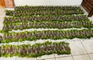 Central Karoo police confiscate 348 bundles of khat on N1 during SFS operations