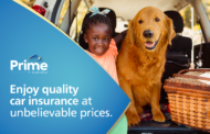 Safe Travel With Pets: Practical Tips for Drivers