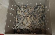 Suspects arrested on the N7 road for being illegally in possession of protected species