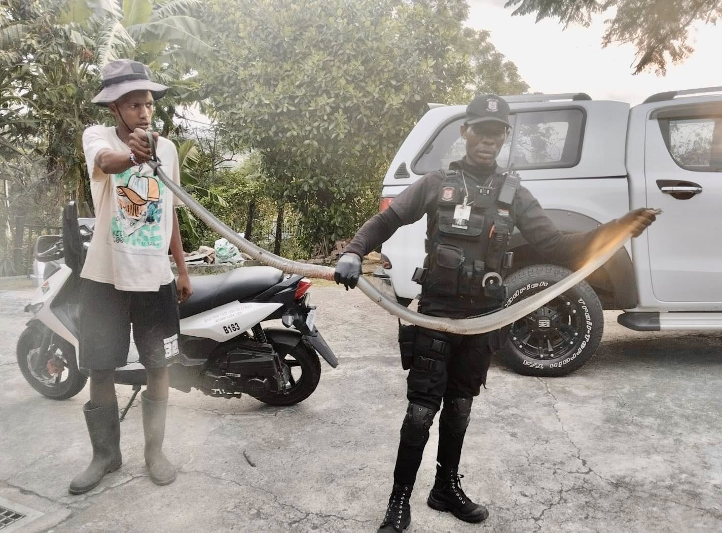 Black Mamba Captured In Residential Garage: Tongaat - KZN