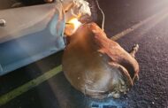 A stray cow on the roadway caused a multi-vehicle collision, including a rollover, on Brandfort Road