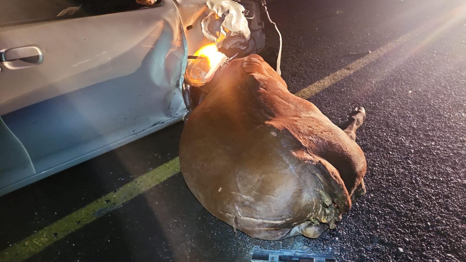 A stray cow on the roadway caused a multi-vehicle collision, including a rollover, on Brandfort Road