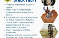 Police in Motetema under the Sekhukhune District have launched a manhunt for unknown suspect(s) following a stock theft incident reported at Sterkfontein