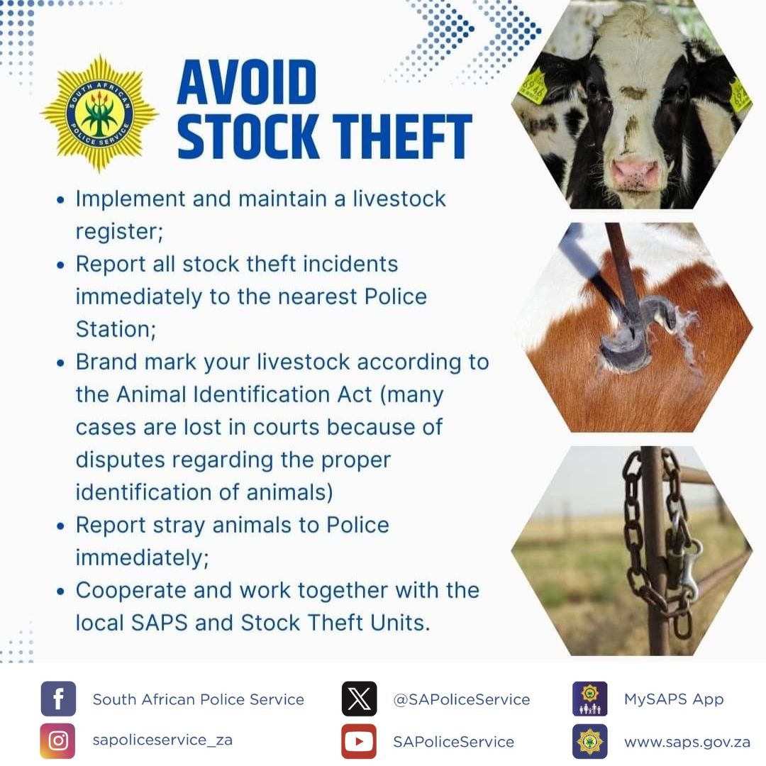 Police in Motetema under the Sekhukhune District have launched a manhunt for unknown suspect(s) following a stock theft incident reported at Sterkfontein