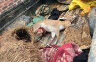 Police in Badplaas in Mpumalanga have arrested two suspects for possession of live ammunition, stock theft, and illegal hunting