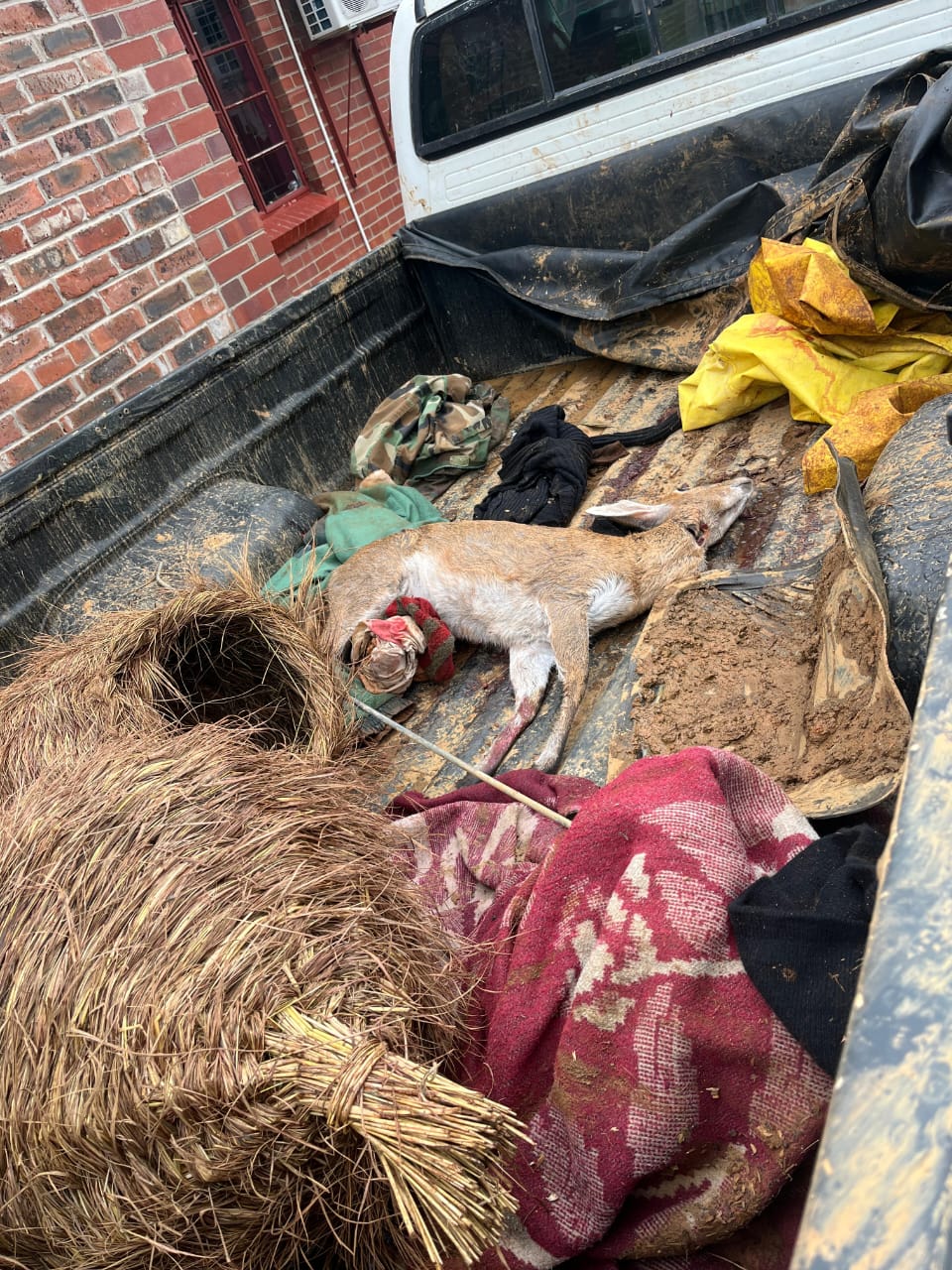 Police in Badplaas in Mpumalanga have arrested two suspects for possession of live ammunition, stock theft, and illegal hunting