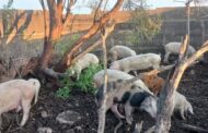 Stock theft suspects arrested in the Stilfontein Area