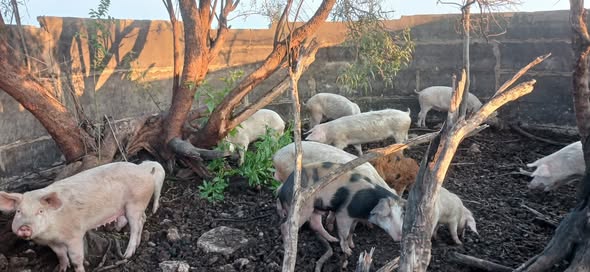 Stock theft suspects arrested in the Stilfontein Area