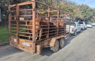 Three suspects have been arrested for possession of suspected stolen livestock in Parys