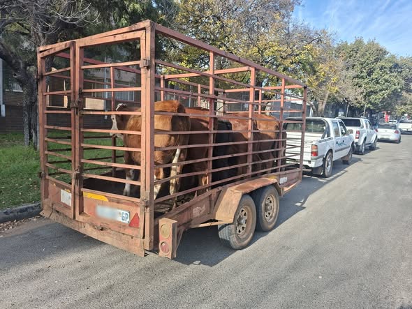 Three suspects have been arrested for possession of suspected stolen livestock in Parys