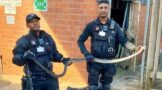 Black Mamba Removed From Property: Tongaat - KZN