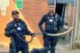 Black Mamba Removed From Property: Tongaat - KZN