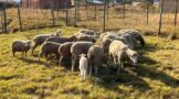 Two stock theft suspects from Tyuma locality, Qumbu are arrested