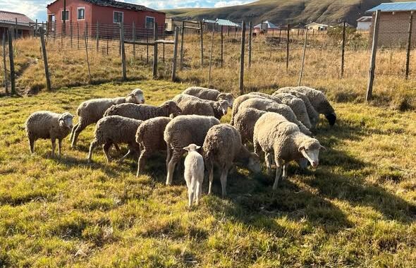 Two stock theft suspects from Tyuma locality, Qumbu are arrested