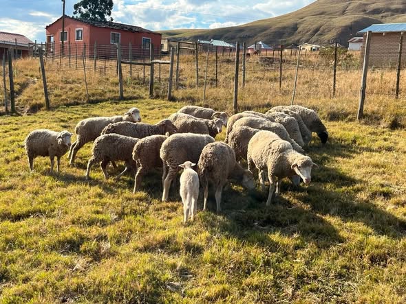 Two stock theft suspects from Tyuma locality, Qumbu are arrested