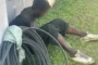 Copper cable theft suspect arrested in the Sea Cow Lake area